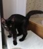 Killi (2)